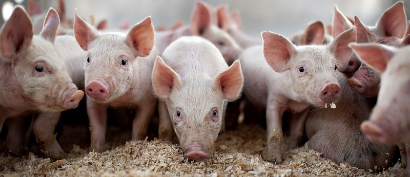 Все о свиньях в Бузулуке | ЗооТом портал о животных