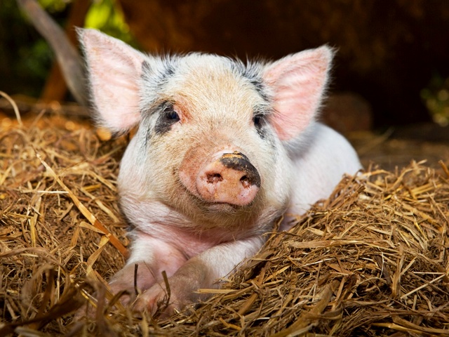 Все о свиньях в Бузулуке | ЗооТом портал о животных