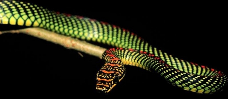 Все о змеях в Бузулуке | ЗооТом портал о животных